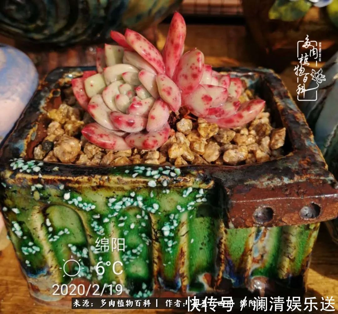 草木|一定要爱着点什么,恰是草木对光阴的柔情!