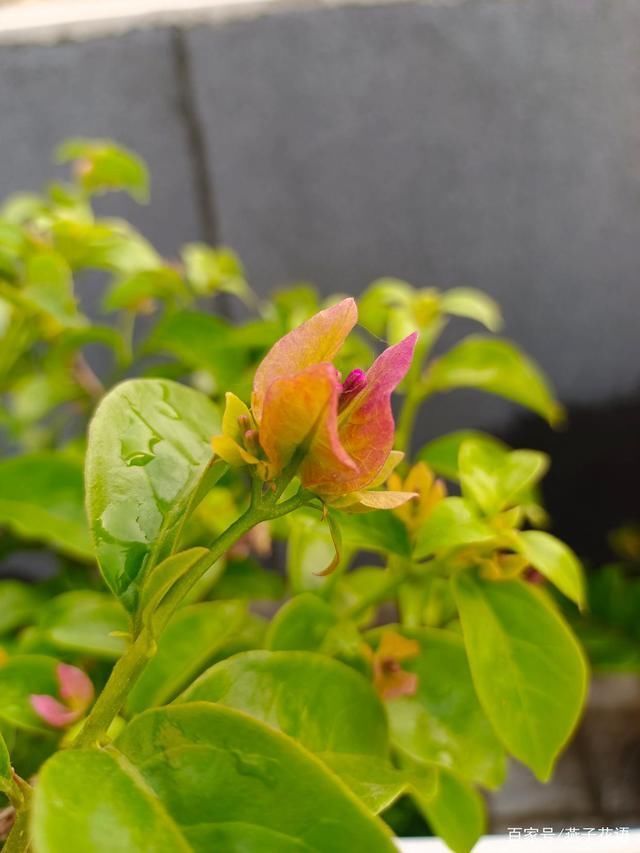 三角梅夏天不爱开花?做好这三点养护,高温天气也能花开满枝