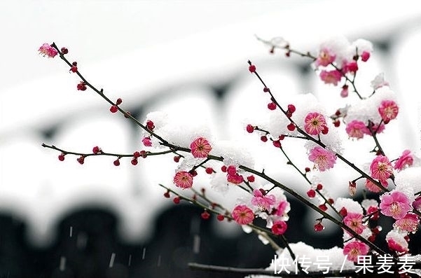 古诗$勾引春光一半出。四首早梅古诗,四种意境美,值得品读