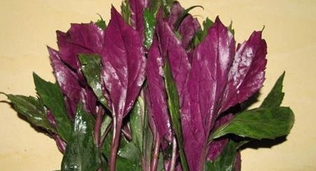 补血护肤|女性到了中年,多食4种食物,补气养血,补血护肤,促进子宫排毒