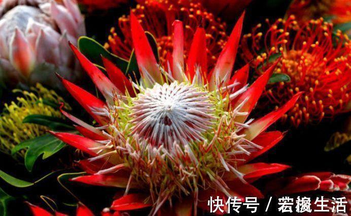 生命力|4种花生命力很顽强,沾土就能活,懒人新手都能养好,美不胜收