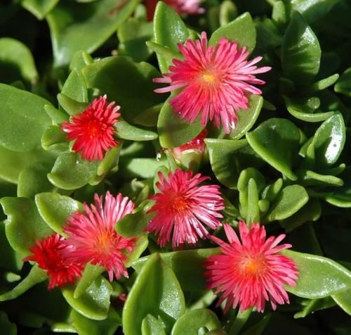 适合叶插或茎插的7种多肉植物，养护要耐心，幼苗长得慢