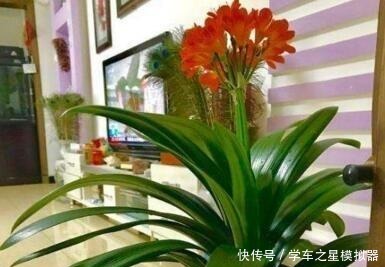 5种“植物”,寓意吉祥还“招财”,可以多养三四盆,比发财树强!