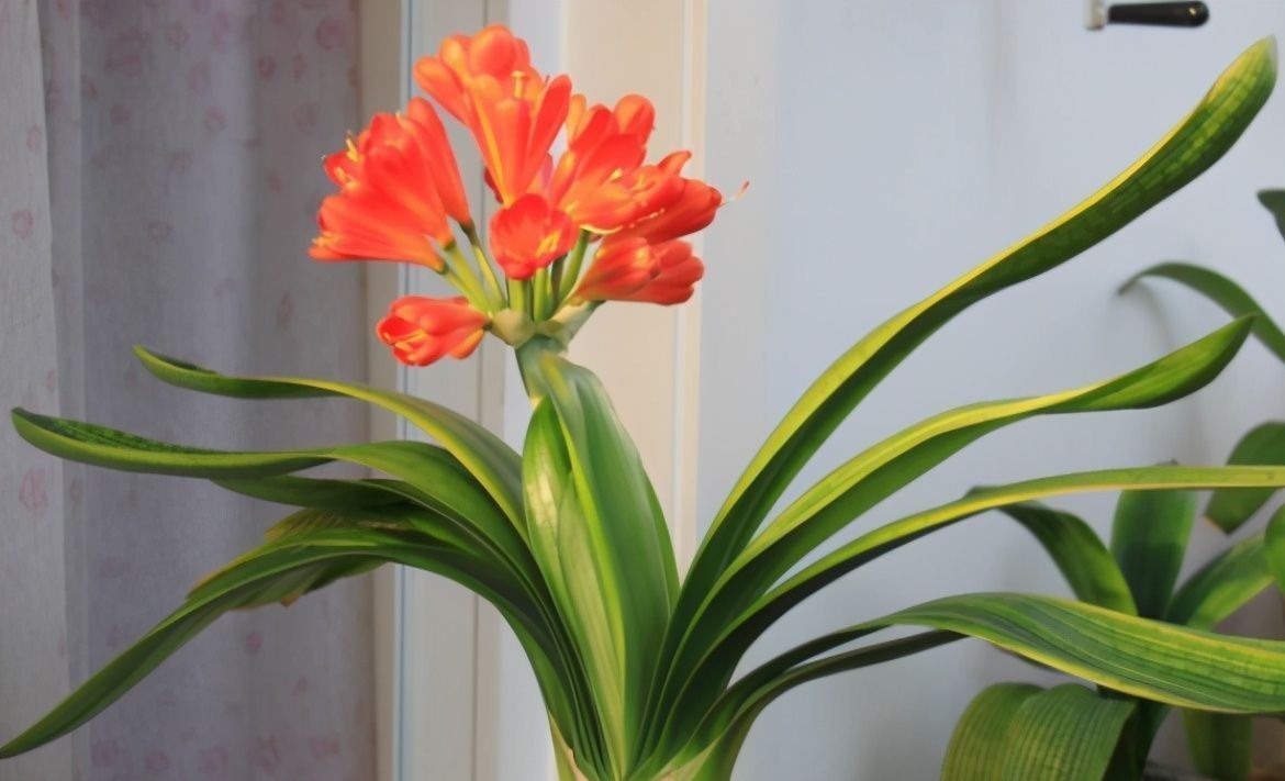 养君子兰有“六怕”,你知道吗?新手一定要避开