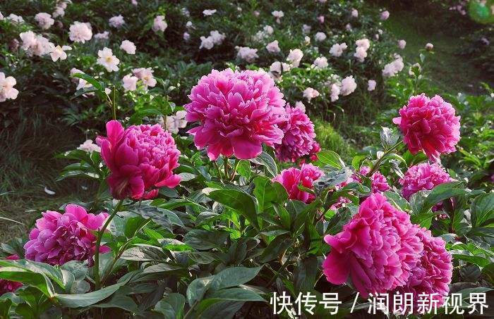 枝茎|芍药、牡丹啥傻傻分不清记住这几点就行啦!