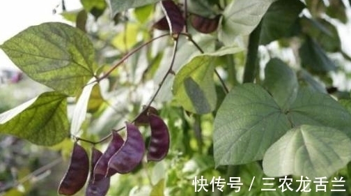 幼苗|扁豆营养价值高还能美容养颜、抑癌抗瘤，那么如何高产栽培呢？