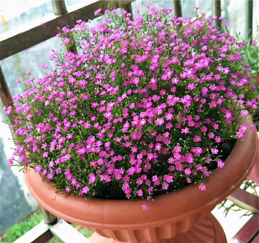 高温40度，6种花“尽情晒”，越晒越开花，密密匝匝一大盆，漂亮