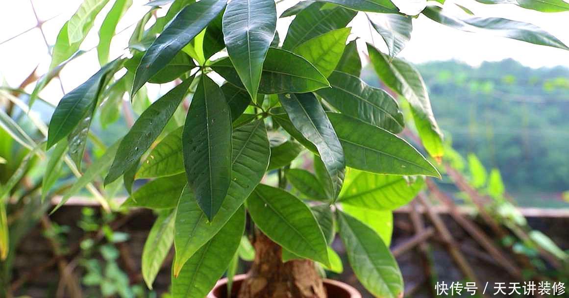 4种耐阴花,光照不好这么养,依然长得好