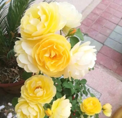 养月季花,多做关键1步,枝繁叶茂,花开不断,阳台变花海!