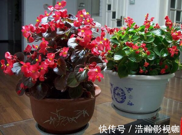 养四季海棠，摘1枝“水培”，20天就生根，漂亮的花儿四季开不停