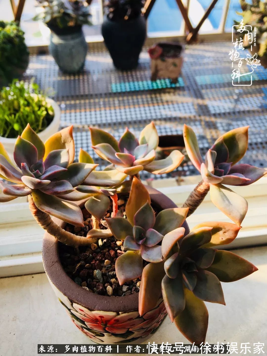 邂逅多肉,爱折腾的阳台党,总能收获简单纯粹的快乐!