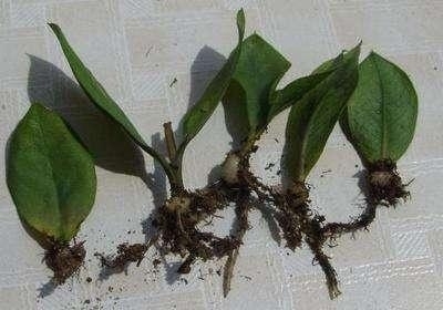 “这”5种花太贵，“掐”1片叶子，一插就活，别“白”花钱了