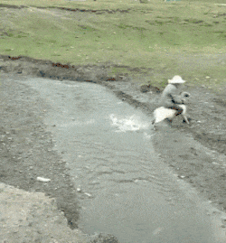 |搞笑GIF趣图:那七个都是小矮人吧?