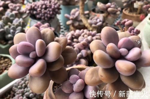 给桃蛋老桩多肉配盆是技术活，配好了锦上添花，配不好则影响颜值