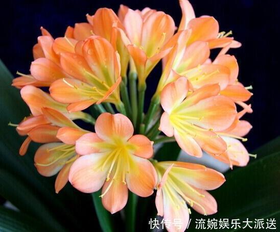 君子兰|君子兰都是被浇死的老花农教你以下几招,3分钟学会正确浇水方