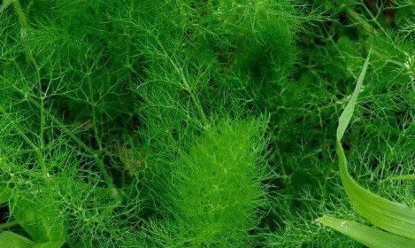 癌细胞|43岁大姐患癌,一年后癌细胞越来越少,原来是因为“它们”