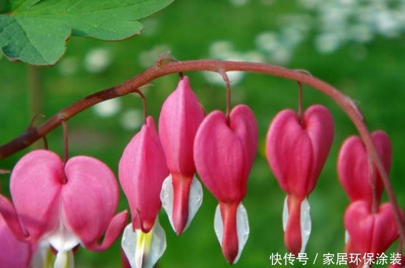 家庭养花,最受欢迎的4种花,高端大气上档次,人见人爱!