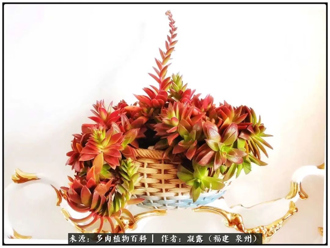 喜欢养肉,喜欢赏肉,更喜欢拍,如此怎能不掉肉坑