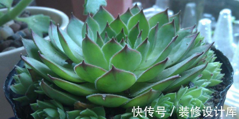 这5款多肉特适合新人盆栽，耐折腾，颜值高