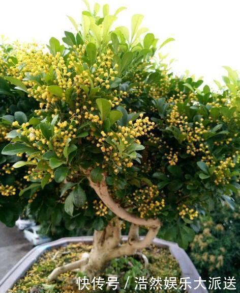 阳台上|3种花爱“晒太阳”，阳台随便养一盆，一开就爆盆，比香水还好闻
