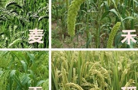 人类|古代穷人的生活到底是什么样的现代人估计连一天都坚持不下来