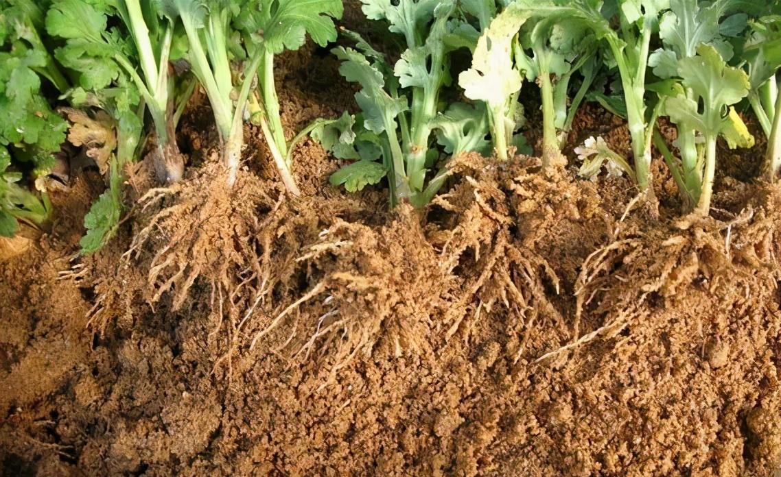 漂亮|5种漂亮花,5月快剪“花箭”,撒点营养肥,花苞又挤满盆