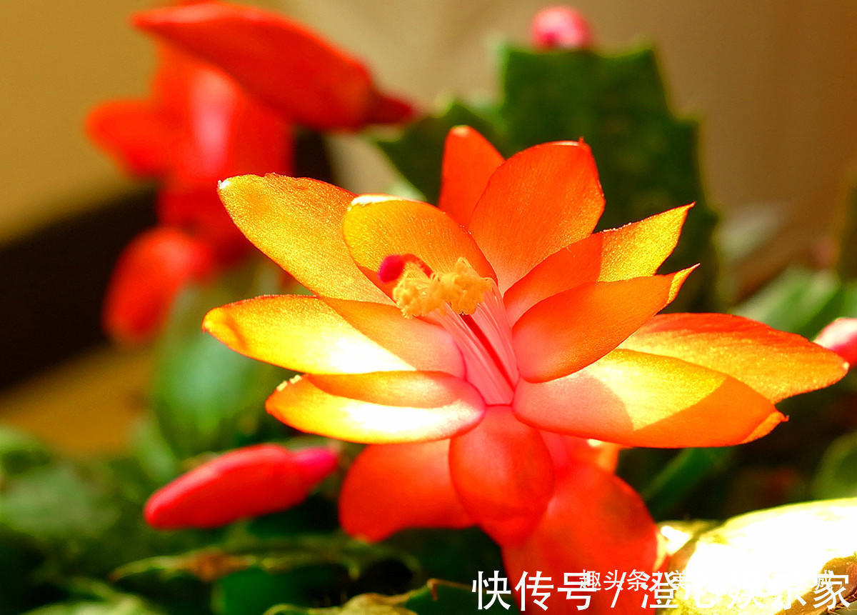 养花|蟹爪兰怎么养才好,教你2个小技巧,花苞冒不停,一连开花几个月