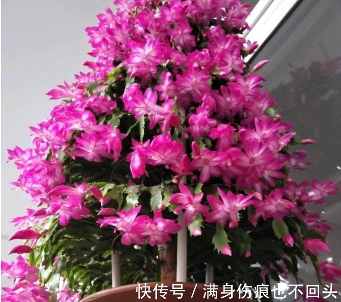 扦插|月季水插移栽总是死苗?教你3个妙招,10天存活,一个月开花