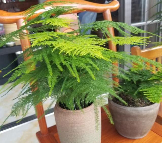 文竹|自己做点“长叶肥”,好用不烧根,文竹、发财树用完疯长不停