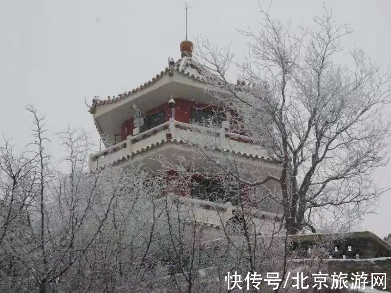 一夜之间|来啦！多图带你看紫禁城瑞雪，还有卖萌的熊猫、嬉戏的老虎~