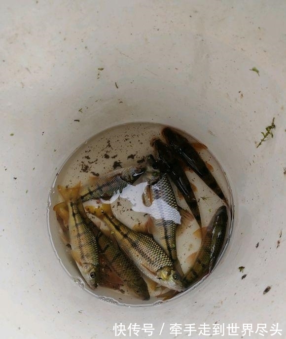 温州炉西大峡谷现“巨型溪石斑”,将近一斤重,已突破体型极限