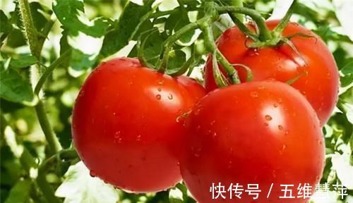 养生食物|想长寿得会“吃”,常吃三种养生食物,清热润肺,排毒养颜