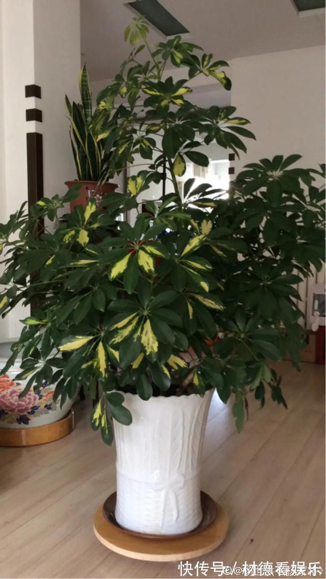 绿油油|6种杀菌花，杀菌去异味，家里空气更干净！