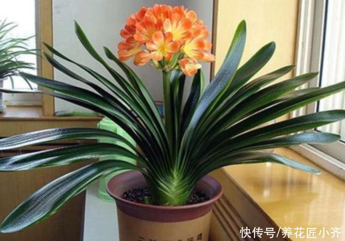 发酵|养君子兰要会施肥，适合它的肥料有“3种”，不同时期用法不同