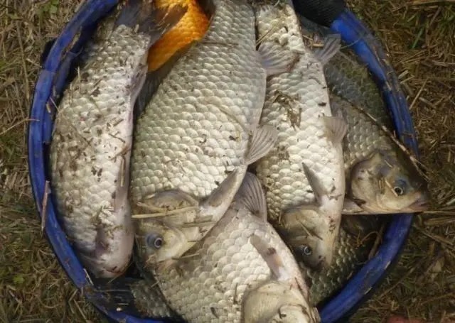 冬钓鲫鱼,牢记“三字铁律”,一字没做到,一天摸瞎!