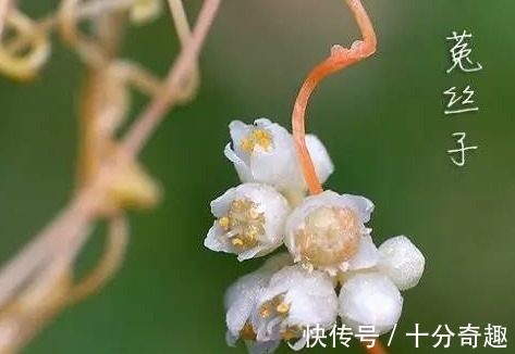 寒邪|一个治鼻炎的小方子,2味药,祛寒气、壮肺气、补肾气、标本兼治