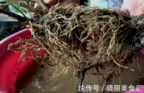 土壤|茉莉换盆并不难,只需做好这几件事,植株服盆快,长势旺盛