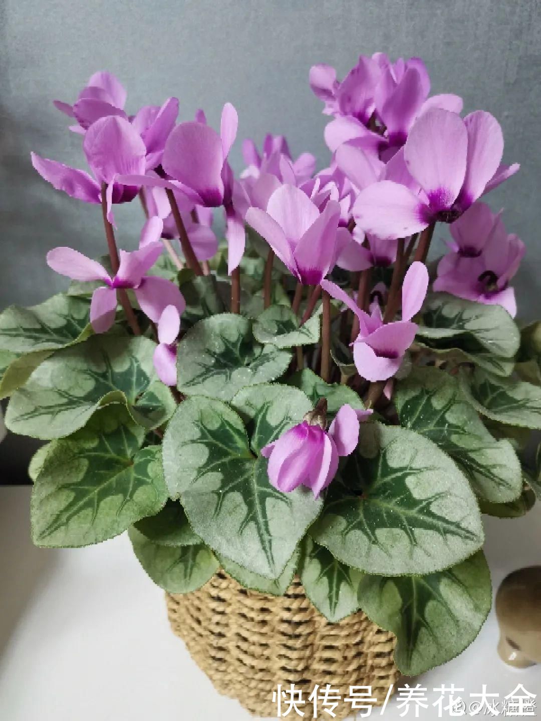 冬天好养的花，皮实不娇气，颜值高上档次，咋养都开花