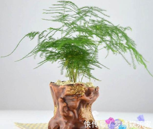 文竹|养盆文竹“困难户”，不发新芽不长个，改4个“毛病”一步窜新芽