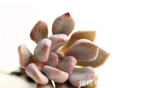 丘比特多肉养殖方法,丘比特多肉怎么养才能出好状态