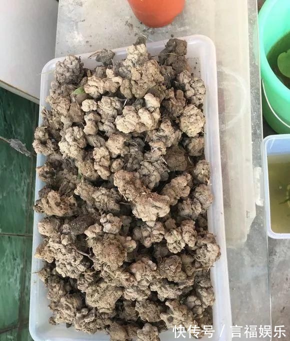 总烂根黄叶,盆里撒一把它,不管多难养,很快能冒芽冒花!