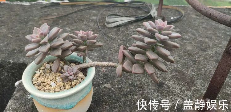 多肉是戒不掉的瘾！多肉小白入坑一年小记！