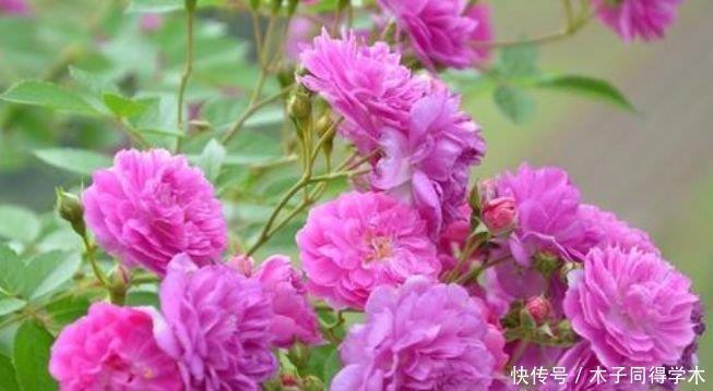 长春花|4种花养家里,1盆顶“5盆”,给点水就疯长,越开越美!