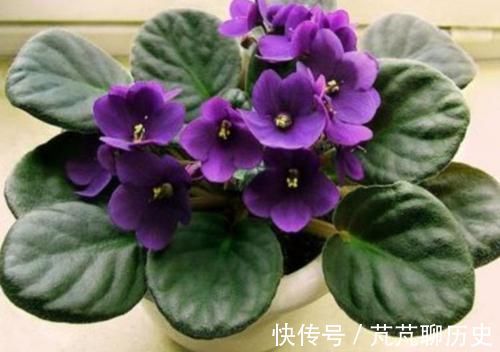 紫罗兰|世上公认最美的4种花,一月浇一次长得旺,叶子油绿开花多!