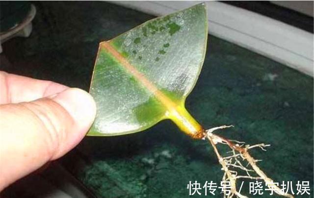 有3种“耐阴树”很好养,掐片叶子“铺”盆里,30天长成小绿树!