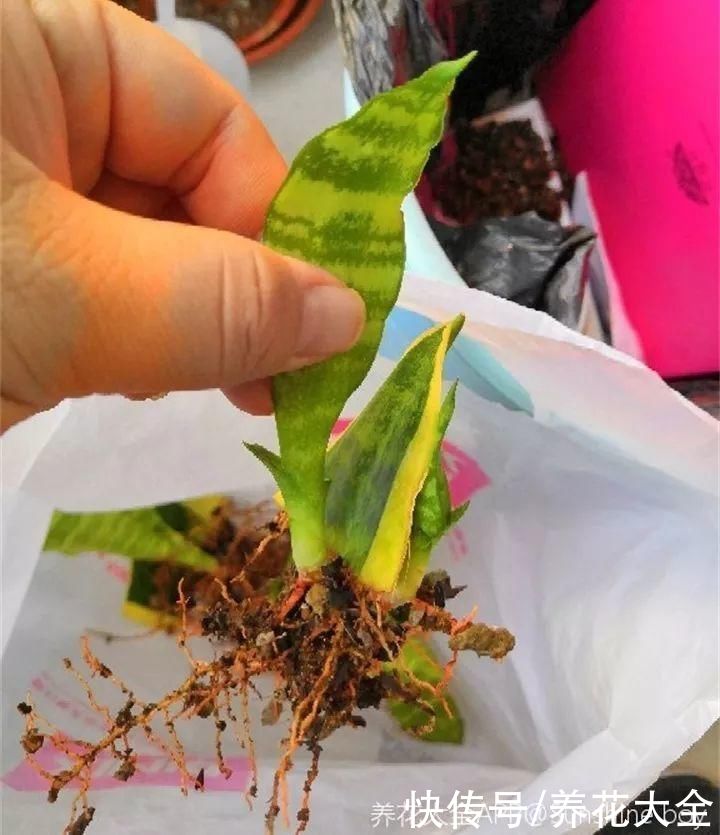 生根|6种花夏天扦插，枝条剁8段、撒土里，3岁小孩都能插活
