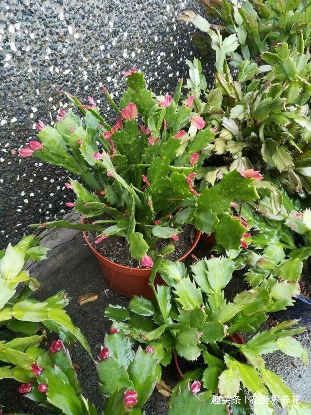 蟹爪兰叶子又软又薄老爸用4招,软叶立起来,咔咔就爆盆