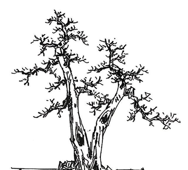 一盆九里香,阳台香飘飘,6款盆景造型玩法,哪一款受你青睐