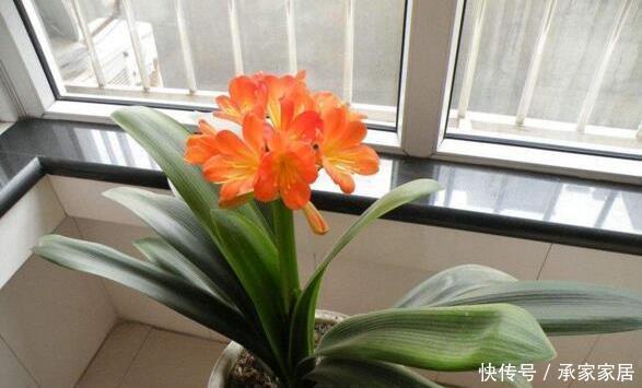 蓖麻籽|张大爷养君子兰,入秋就浇2种水,一年最少2次花,太养根了!