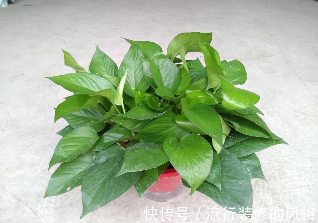 这5种植物不挑剔环境,好活又漂亮,园艺小白练手正合适